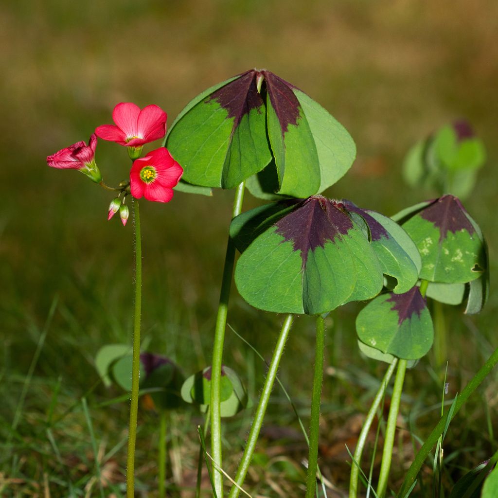 Oxalis deppei