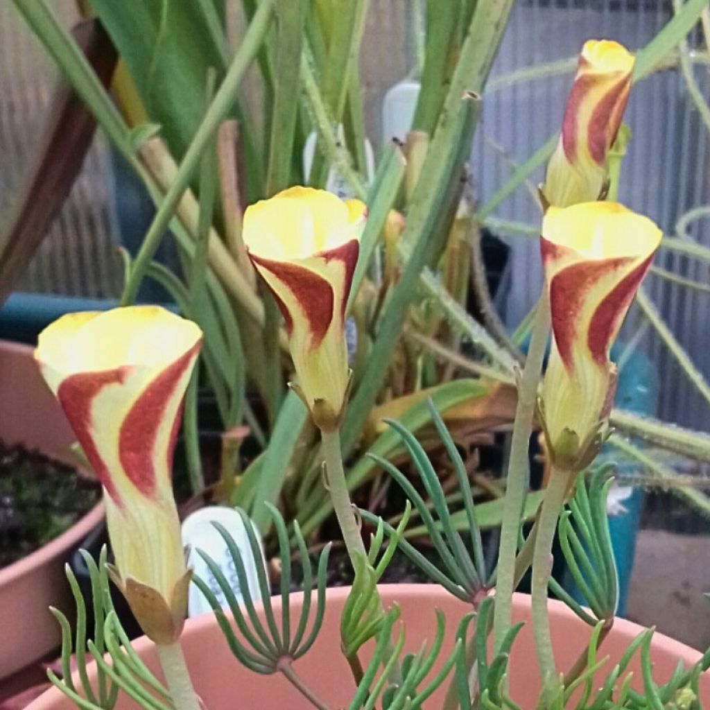 Oxalis versicolor Golden Cape