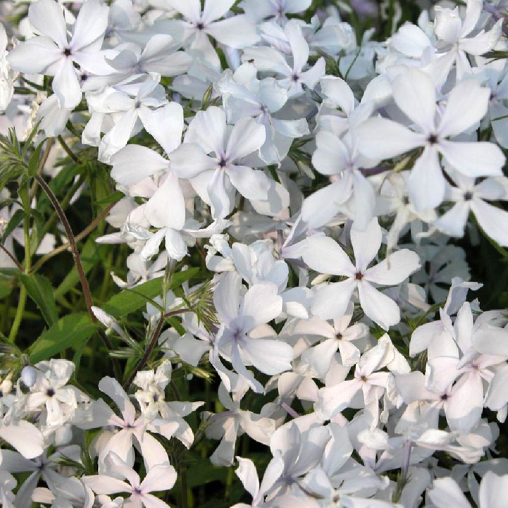 Flox-tapete May Breeze - Phlox divaricata