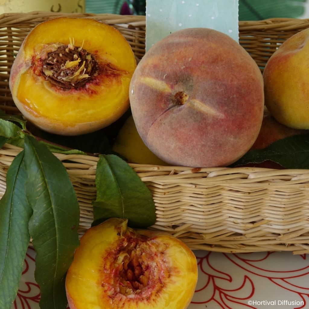 Pessegueiro de vinha Golden Caesar - Prunus persica