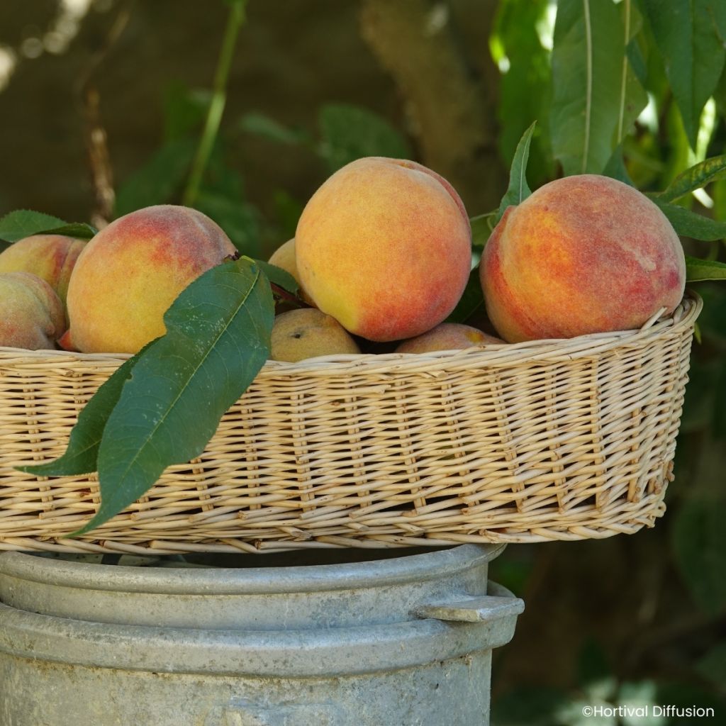 Pessegueiro de vinha Golden Caesar - Prunus persica