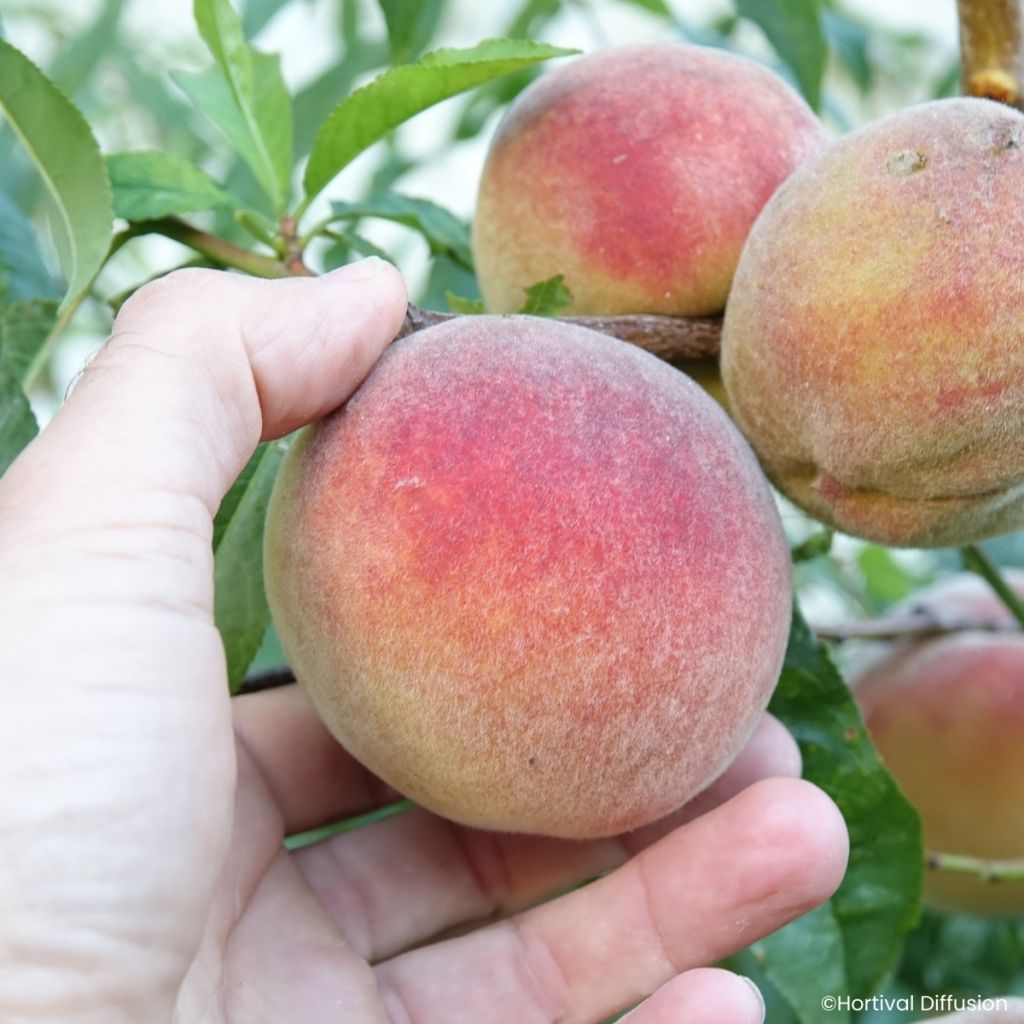 Pessegueiro de vinha Golden Caesar - Prunus persica