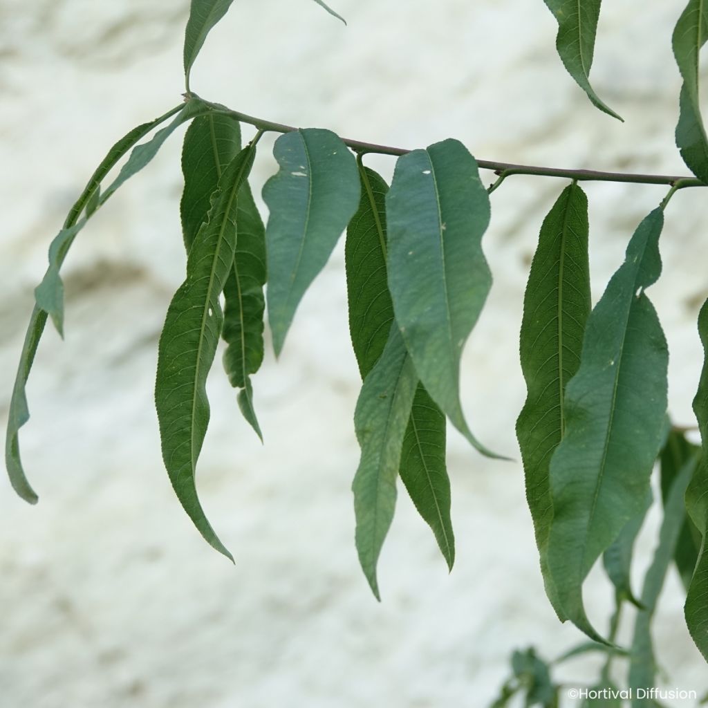 Pessegueiro de vinha Golden Caesar - Prunus persica