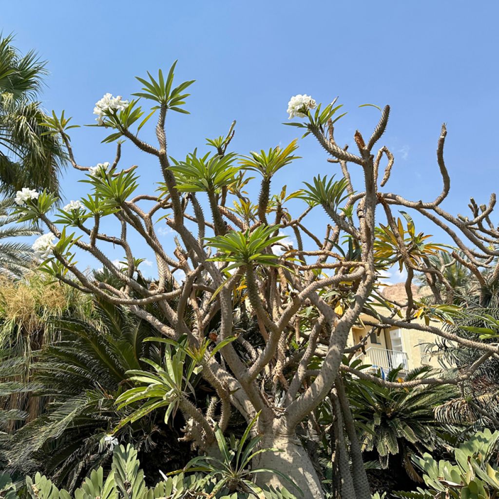 Pachypodium lamerei