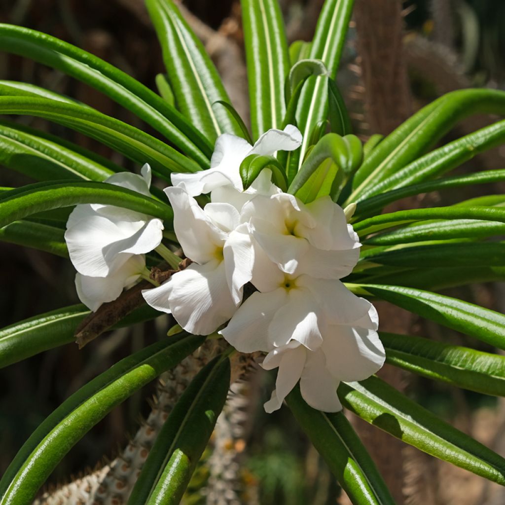 Pachypodium lamerei