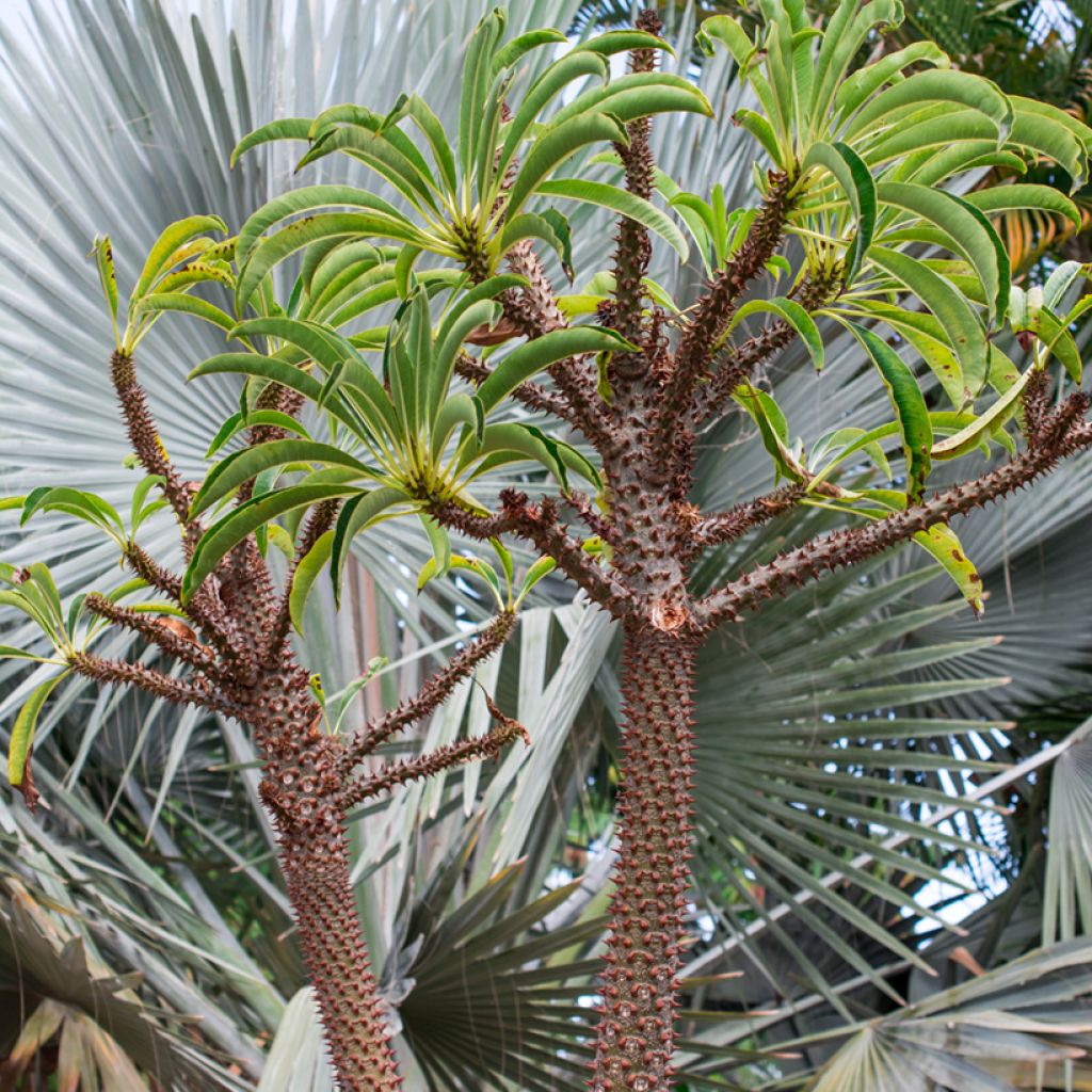 Pachypodium lamerei