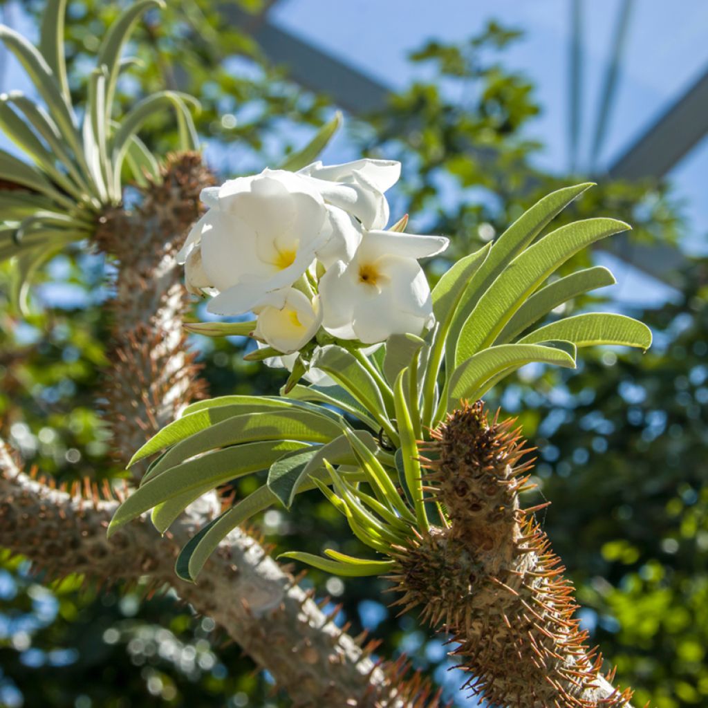 Pachypodium lamerei