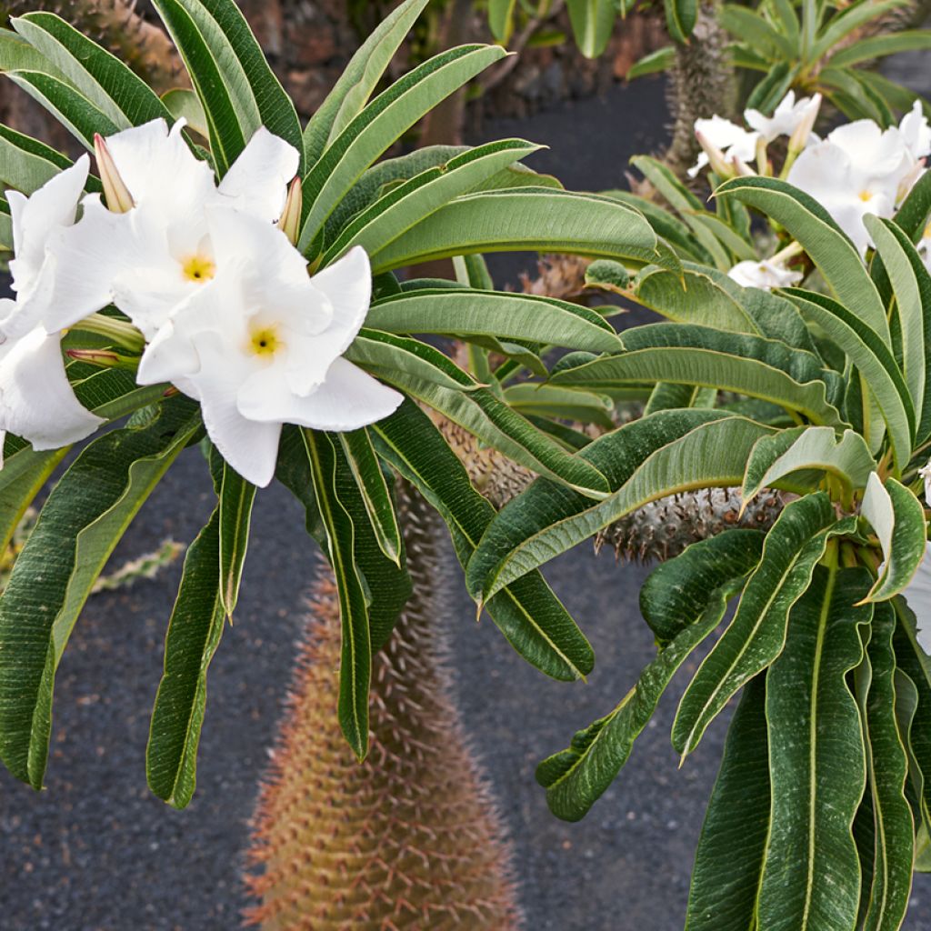 Pachypodium lamerei