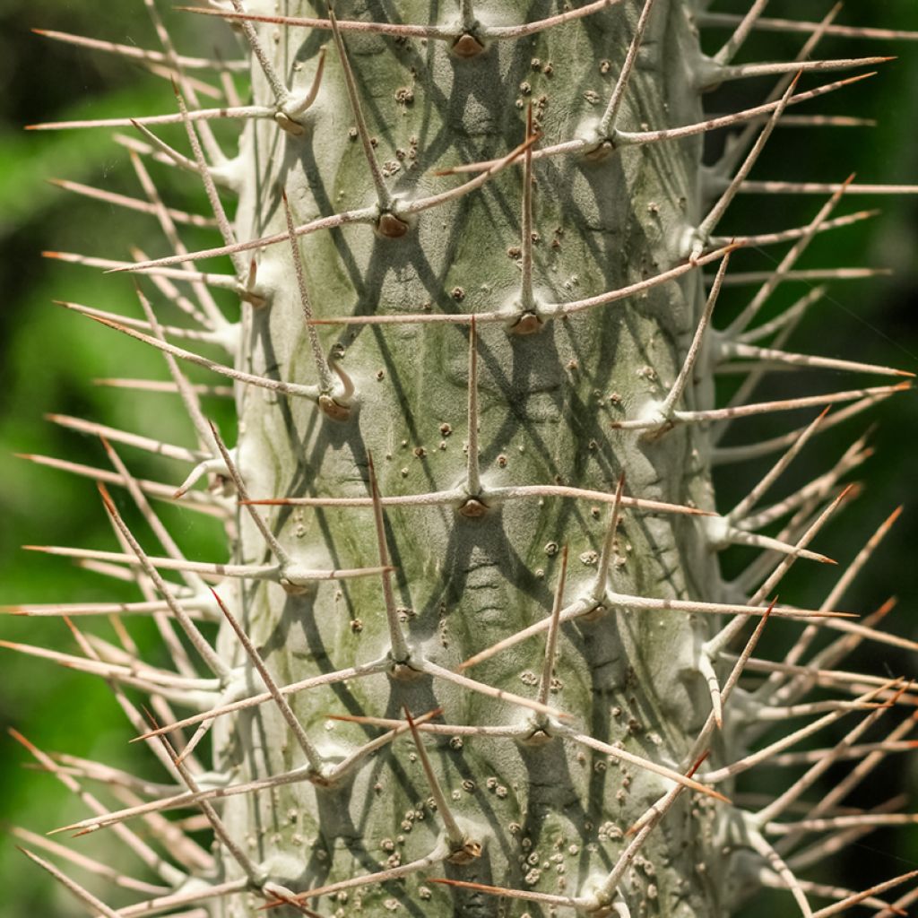 Pachypodium lamerei