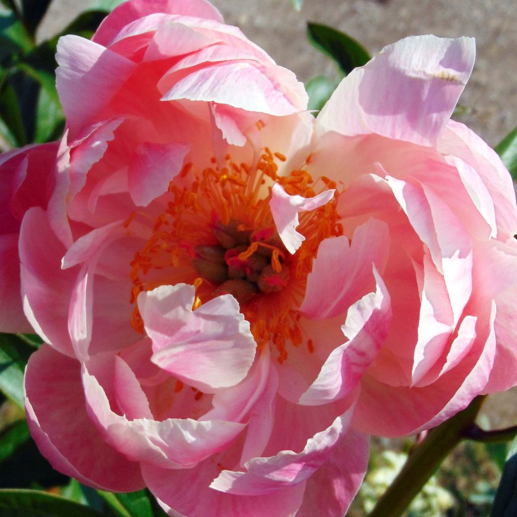 Pivoine lactiflora Coral Charm