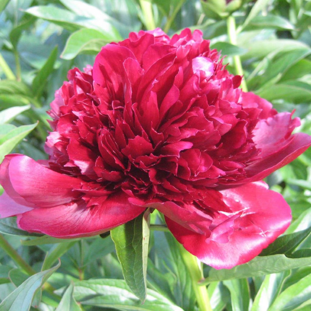 Pivoine lactiflora Red Charm