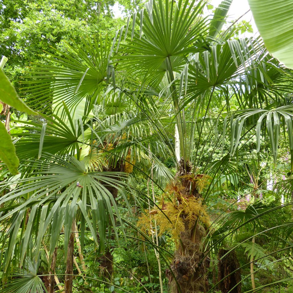 Trachycarpus fortunei - Palmeira-do-moinho