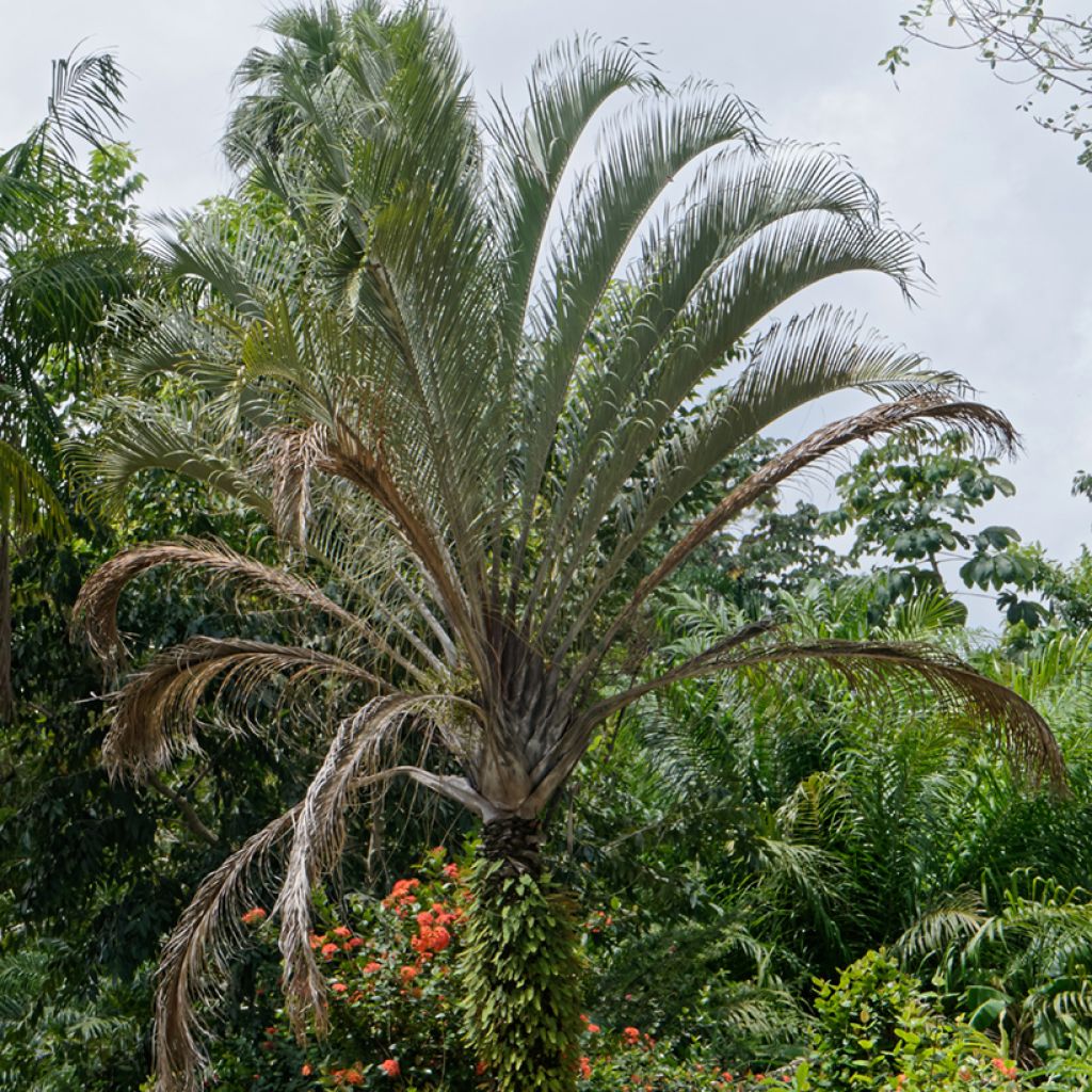 Dypsis decaryi