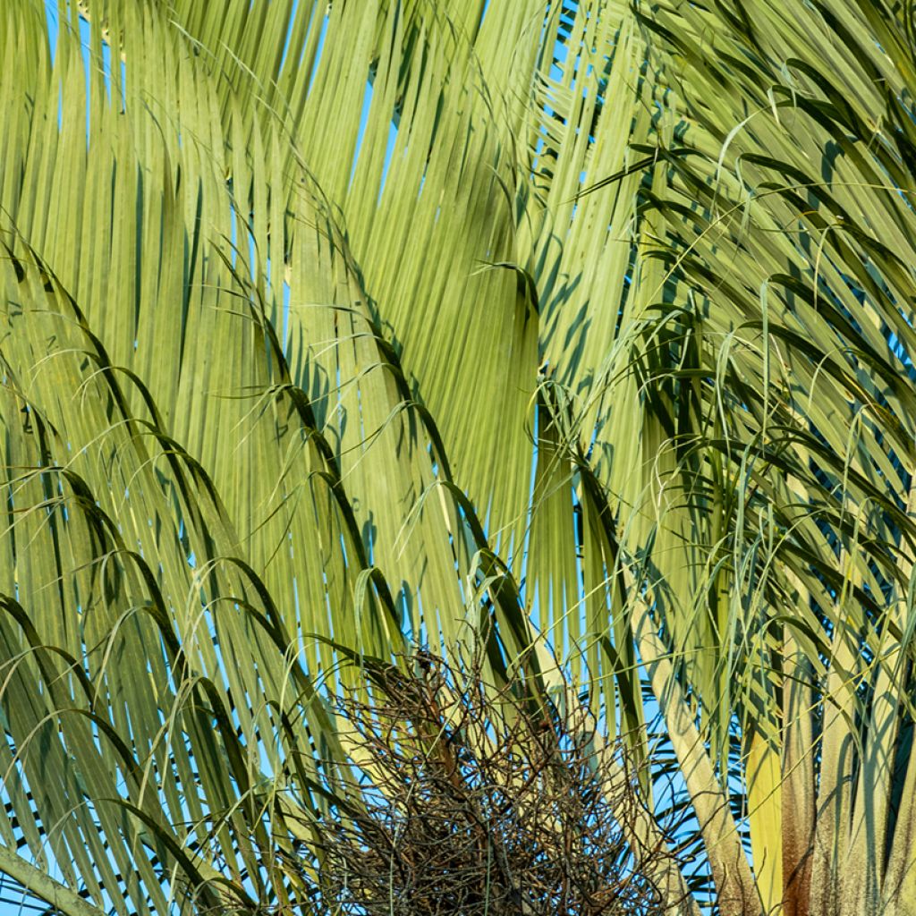 Dypsis decaryi