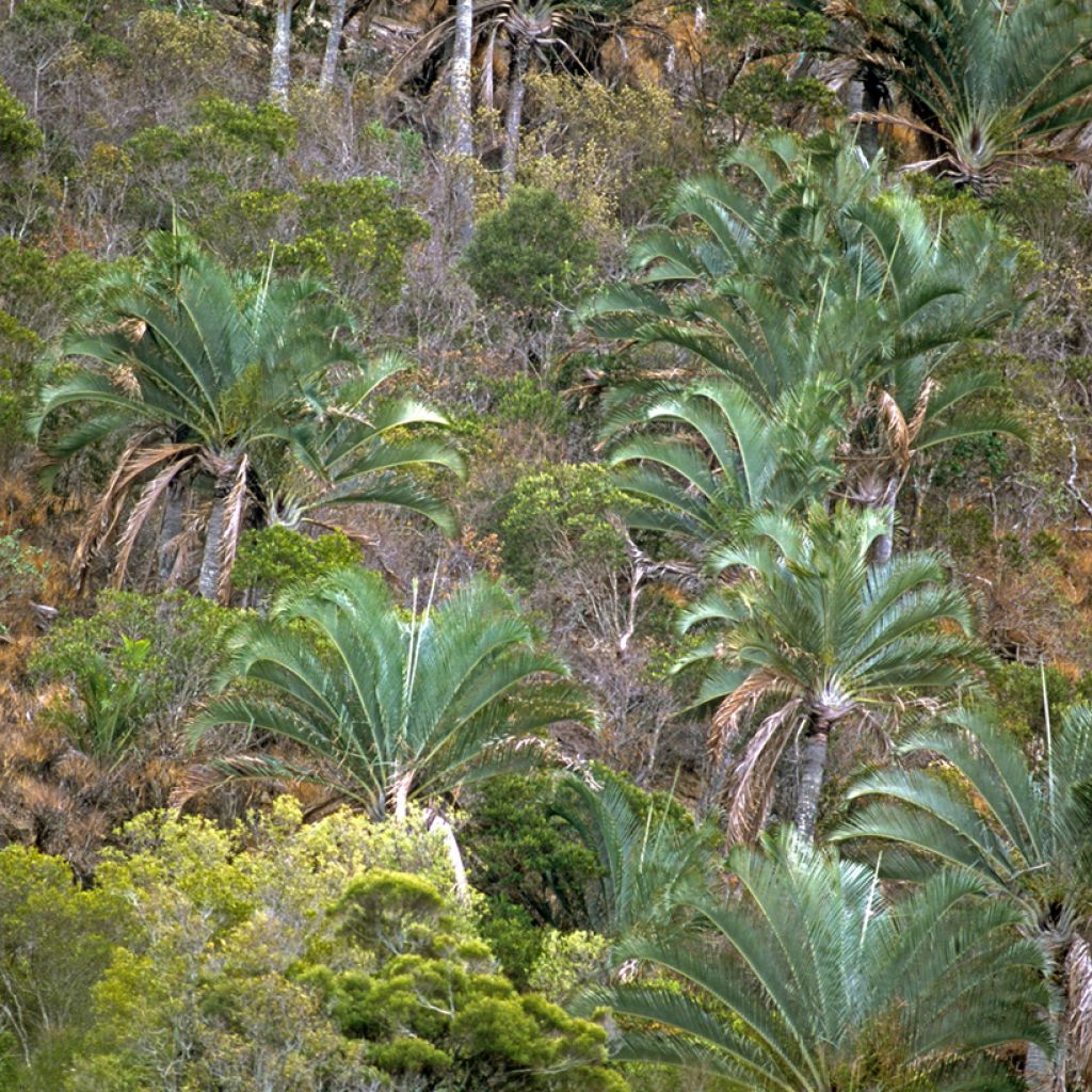 Dypsis decaryi