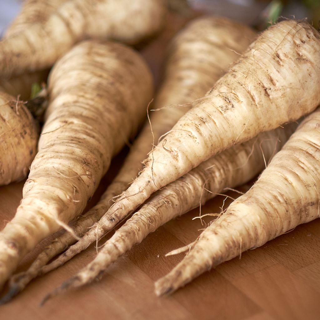 Cherovia Tender And True