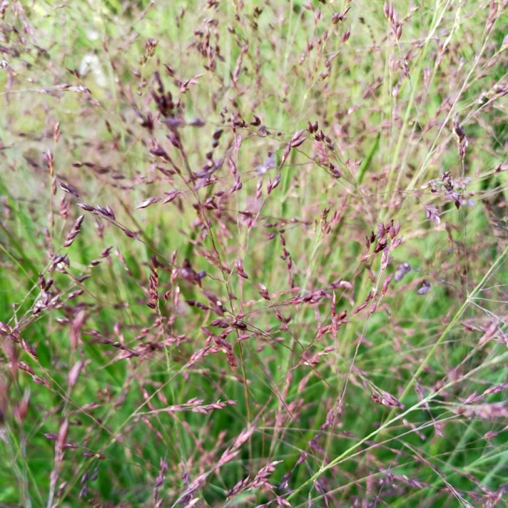 Panicum virgatum Purple Tears