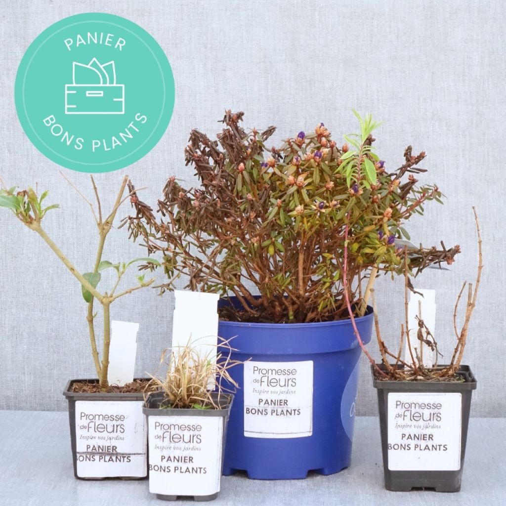 Cestas de plantas em desconto