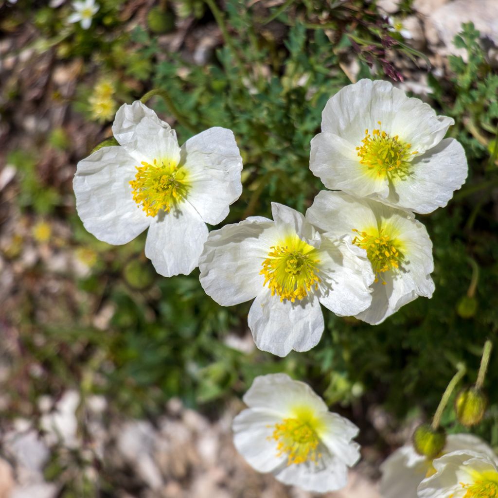 Papaver alpinum
