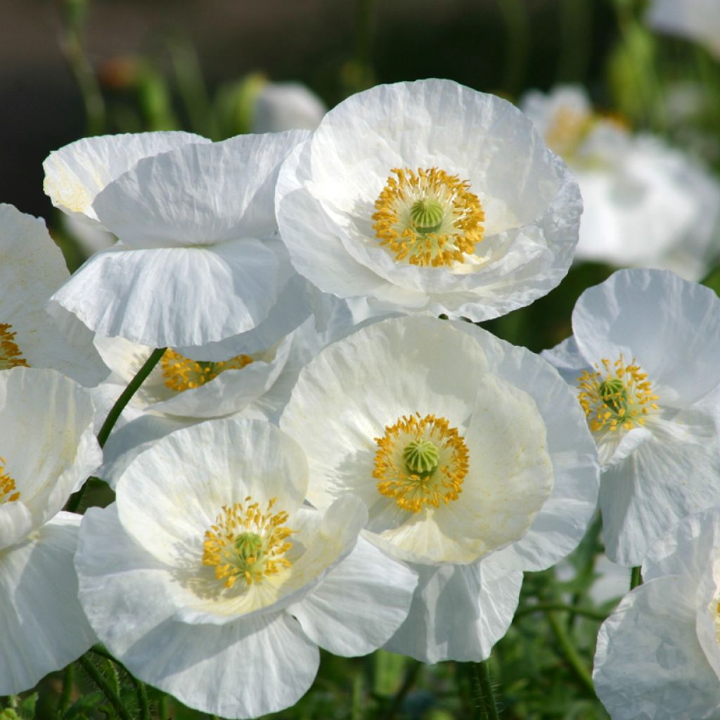 Papaver rhoeas Bridal Silk em sementes