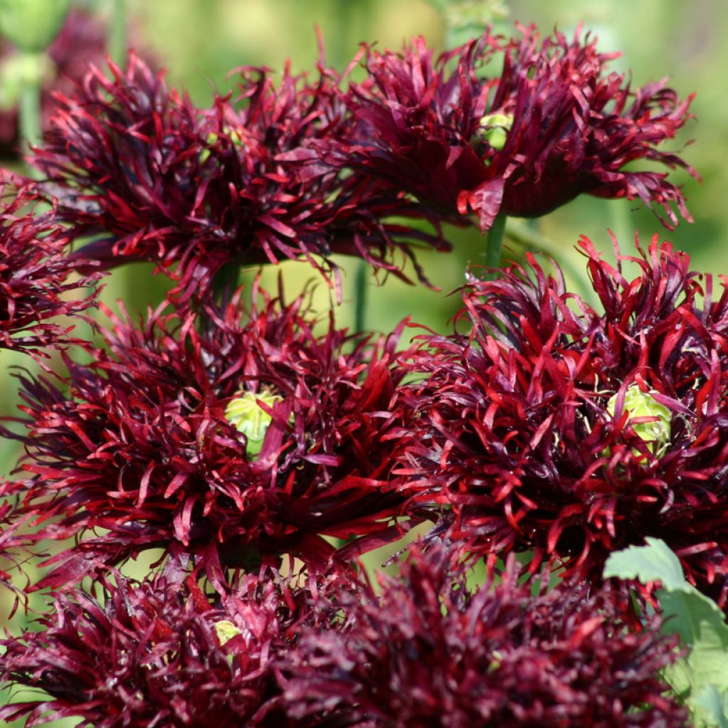 Papaver somniferum Black Swan em sementes