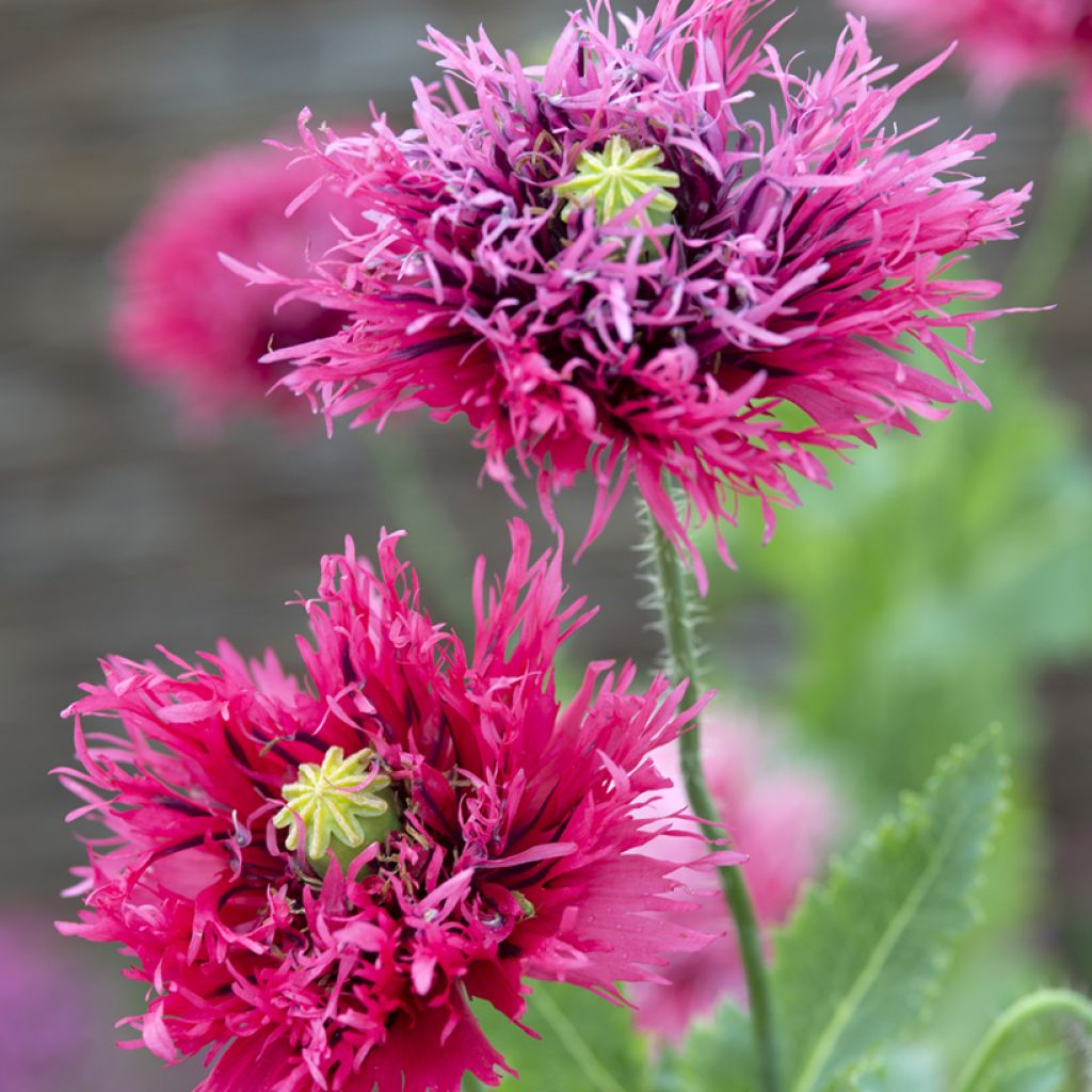 Papaver somniferum Rose Feathers em sementes