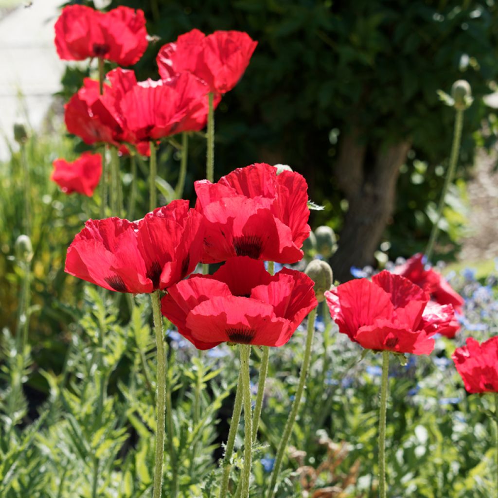 Papaver bracteatum Great Scarlet em sementes