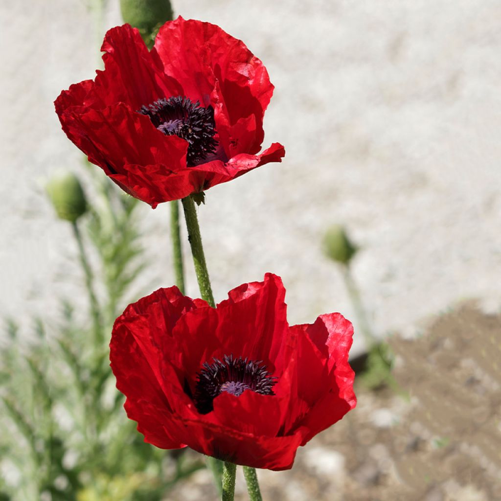 Papaver bracteatum Great Scarlet em sementes