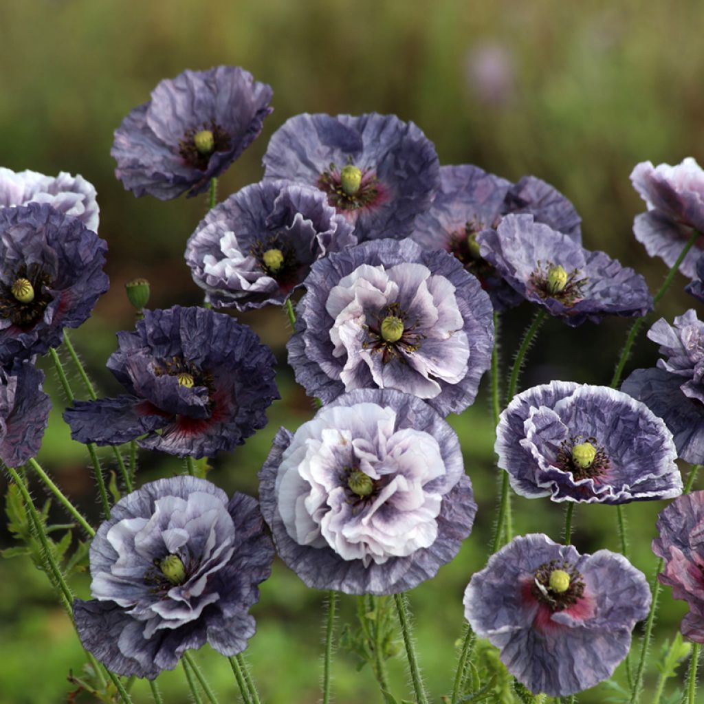 Papaver rhoeas Amazing Grey em sementes