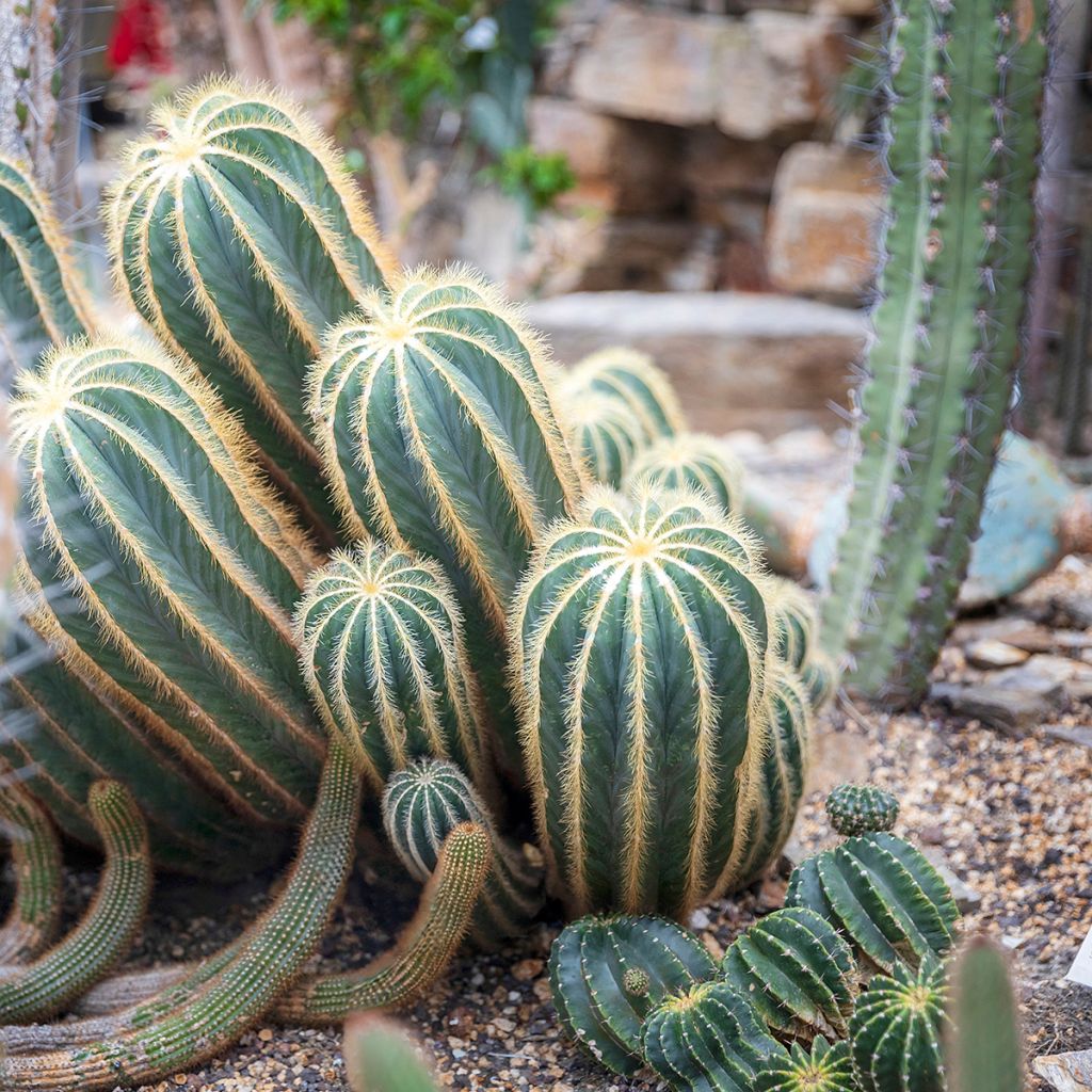 Parodia magnifica - Notocactus magnificus