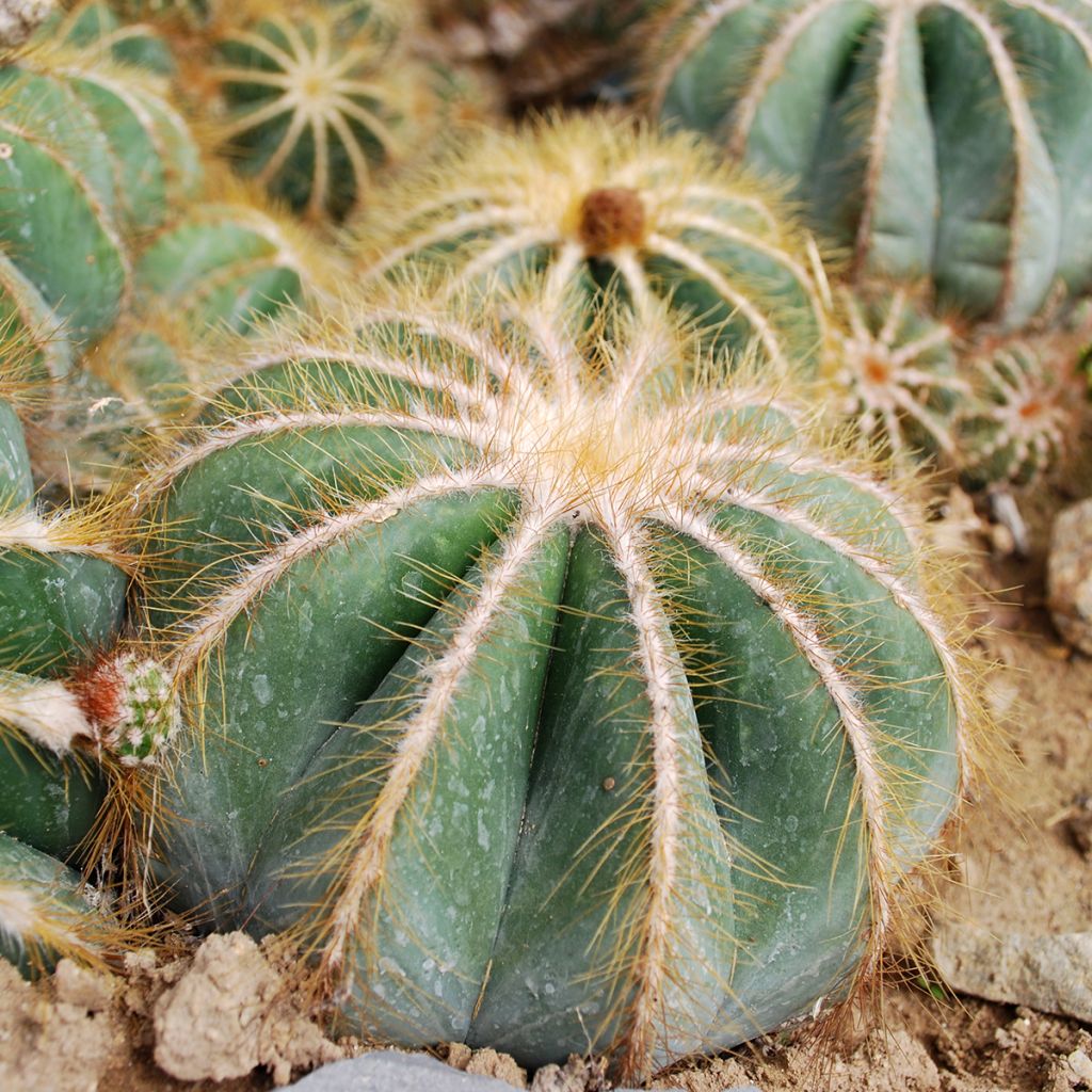 Parodia magnifica - Notocactus magnificus