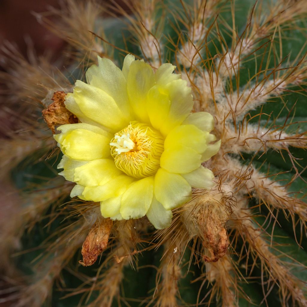 Parodia magnifica - Notocactus magnificus
