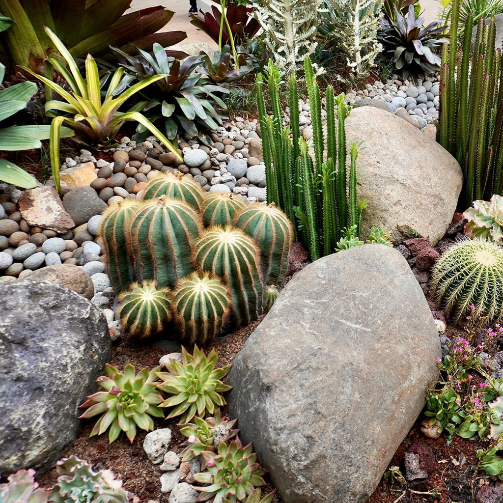 Parodia magnifica - Notocactus magnificus