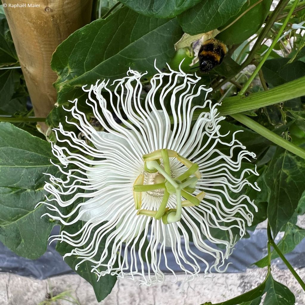 Passiflora × incarnata Snow Star
