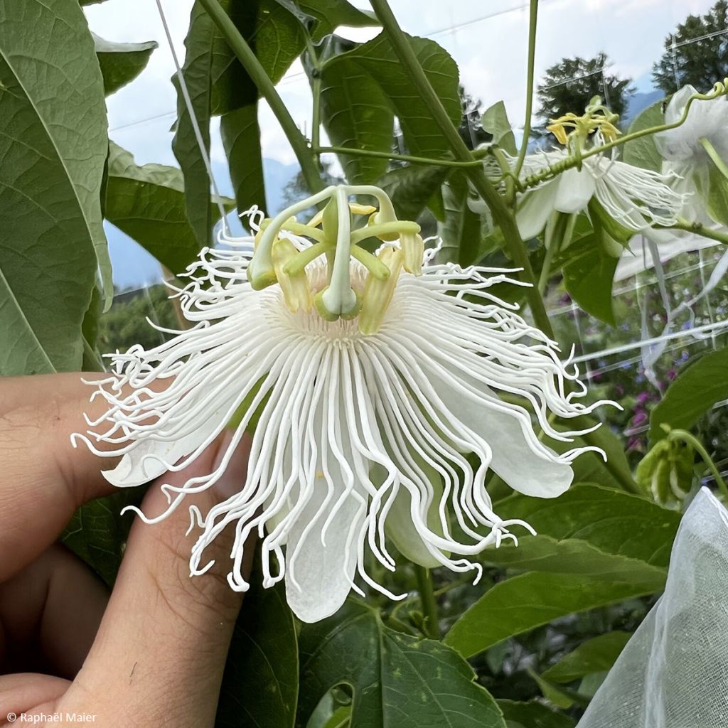 Passiflora × incarnata Snow Star