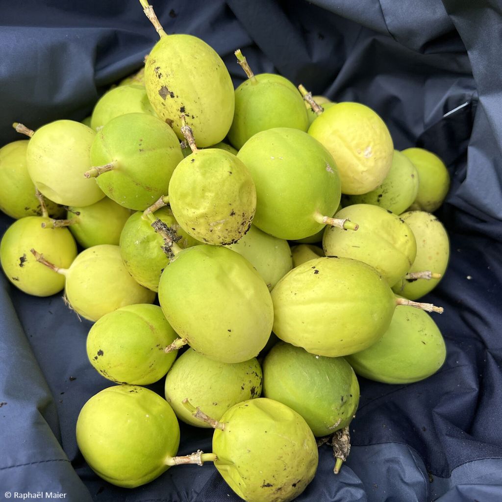 Passiflora × incarnata Snow Star