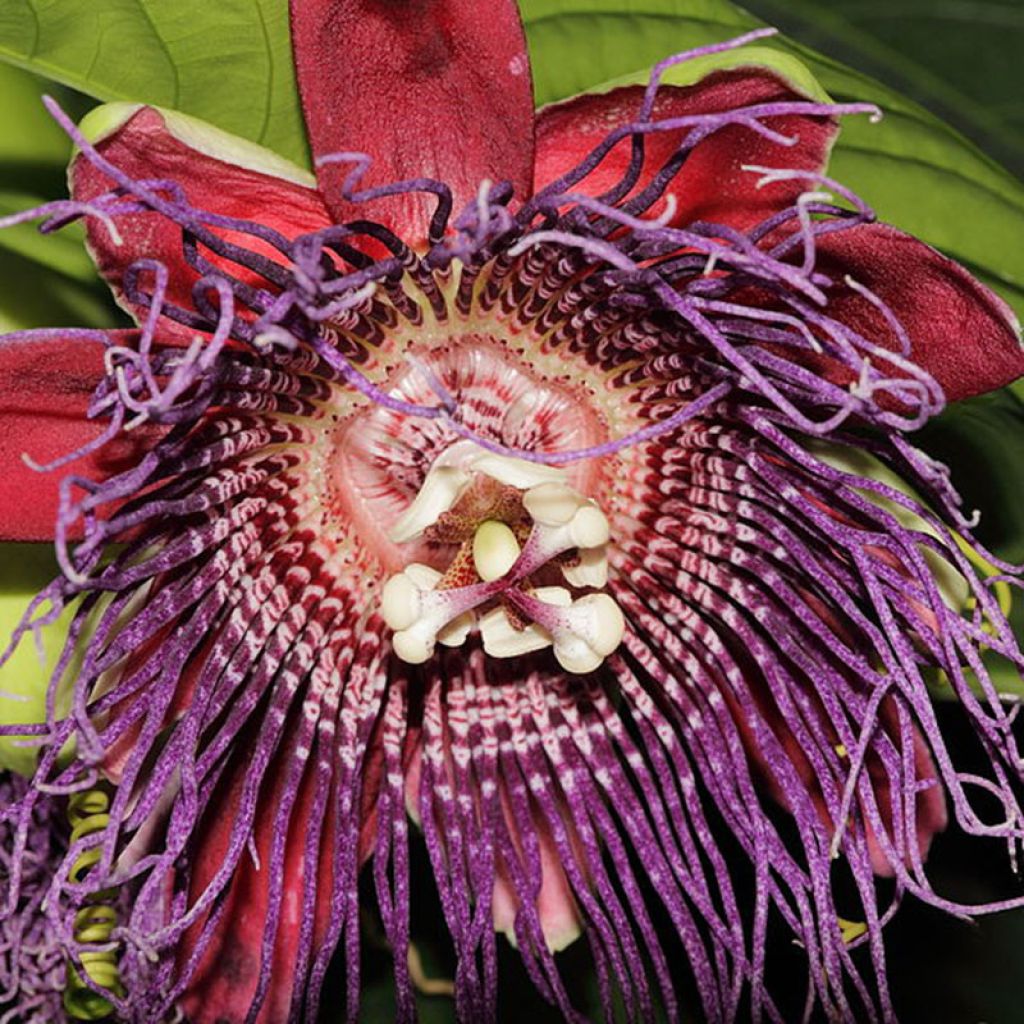 Passiflora quadrangularis - Maracujá-gigante
