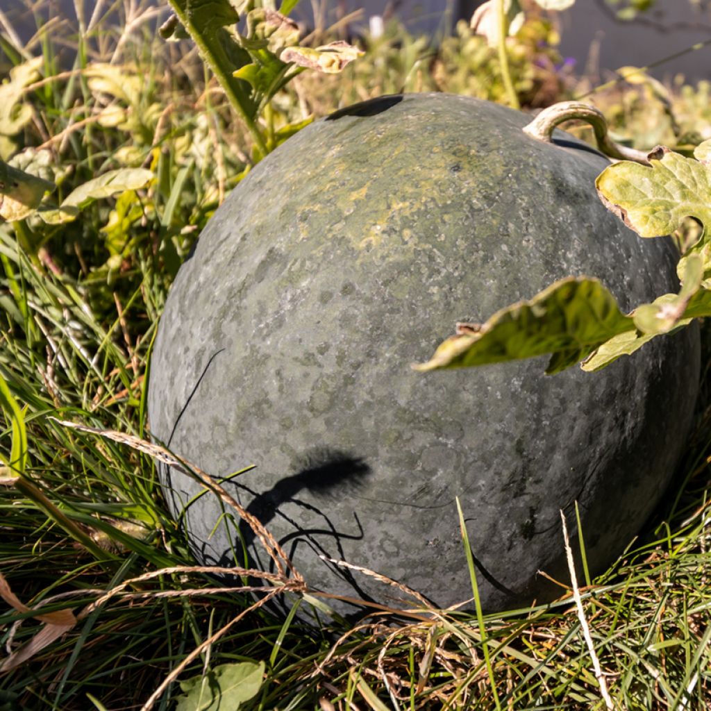 Melancia Sugar Baby Bio