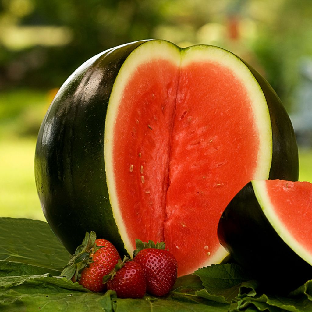 Melancia Sugar Baby