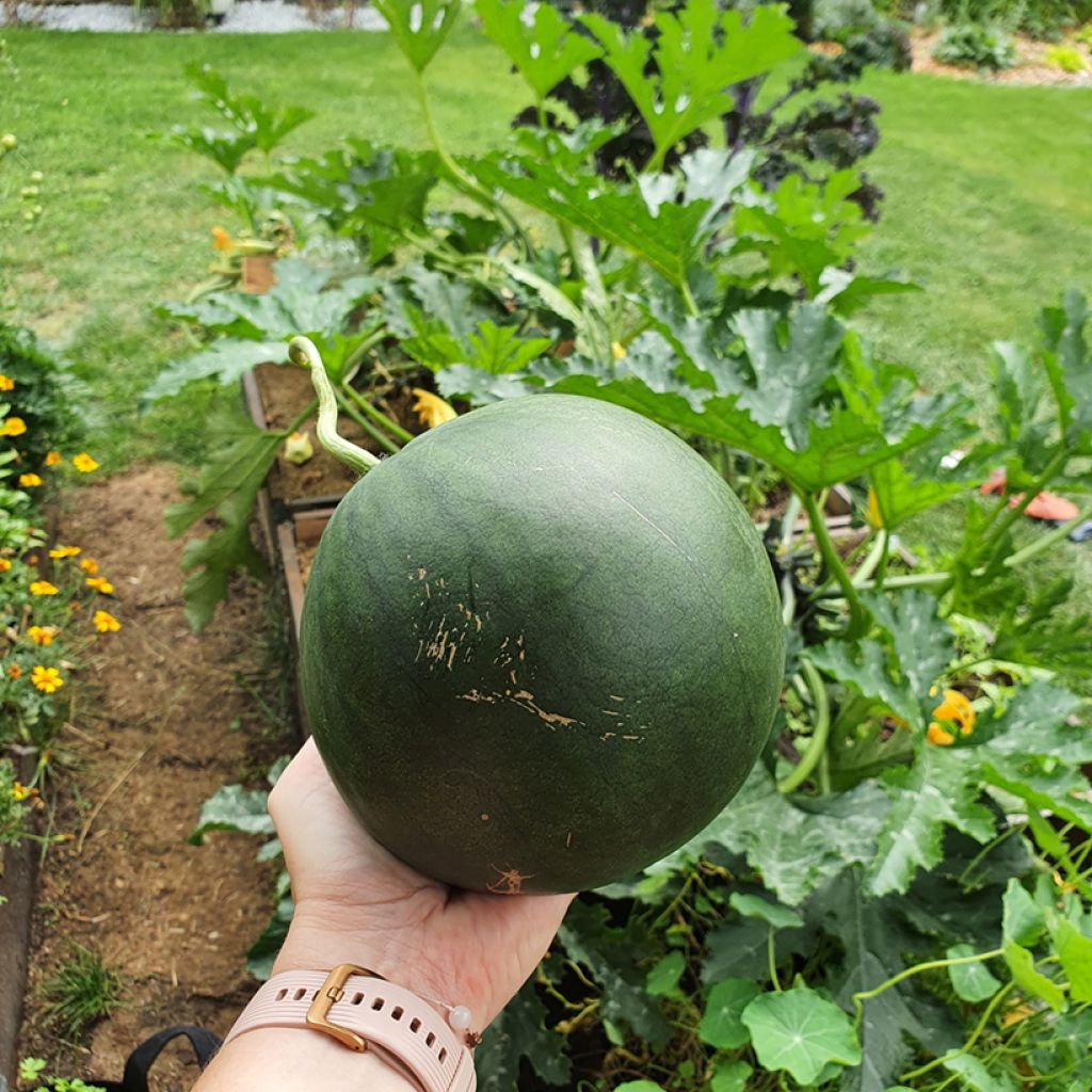 Melancia Sugar Baby Vilmorin