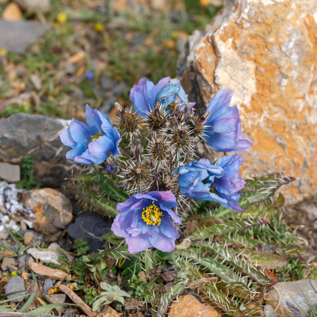 Meconopsis horridula