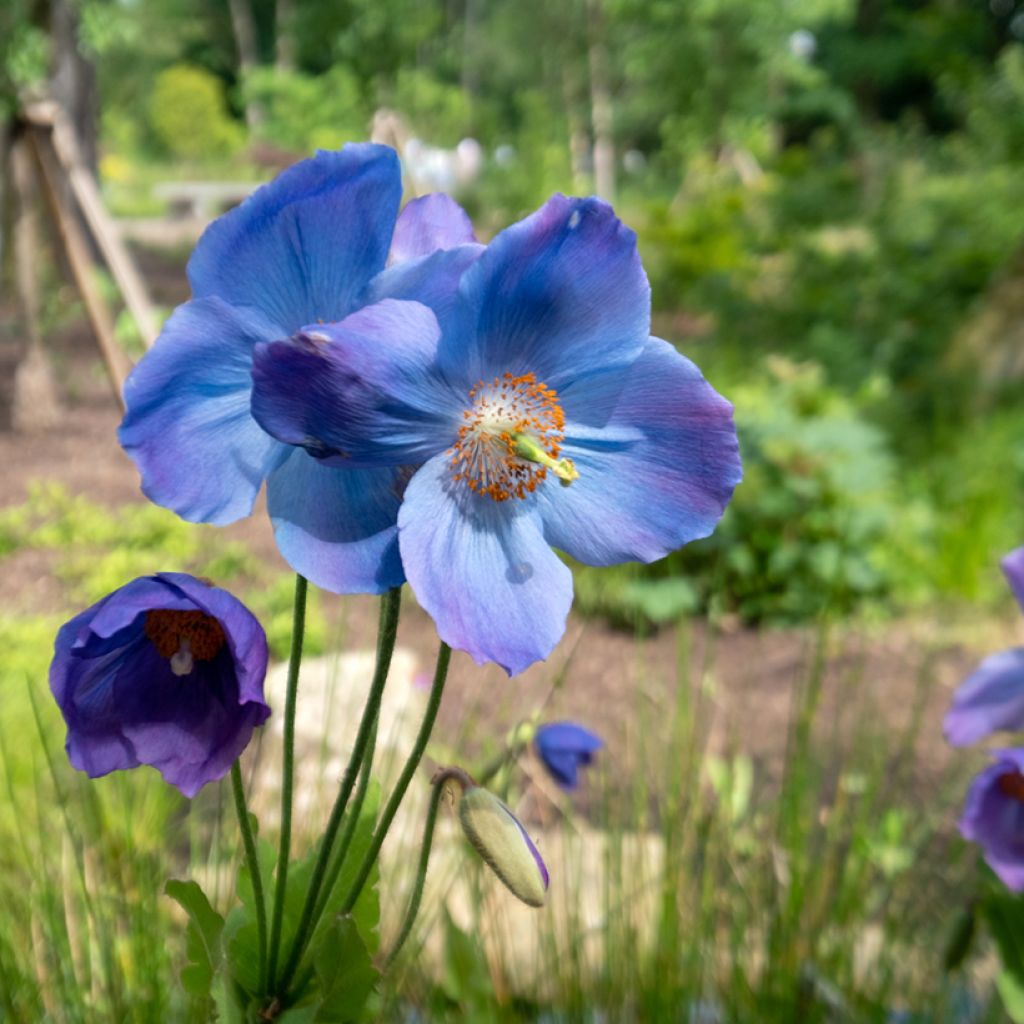 Meconopsis betonicifolia