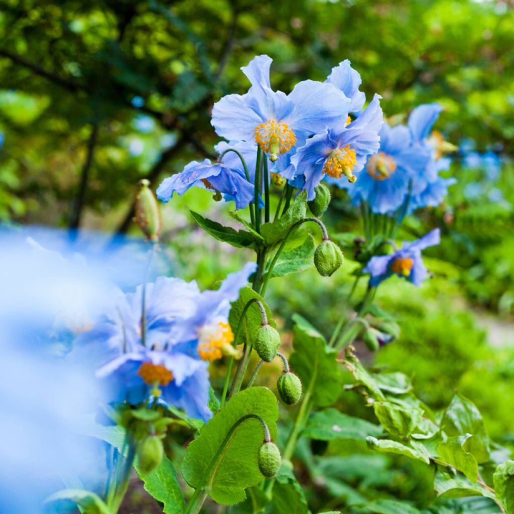 Meconopsis betonicifolia