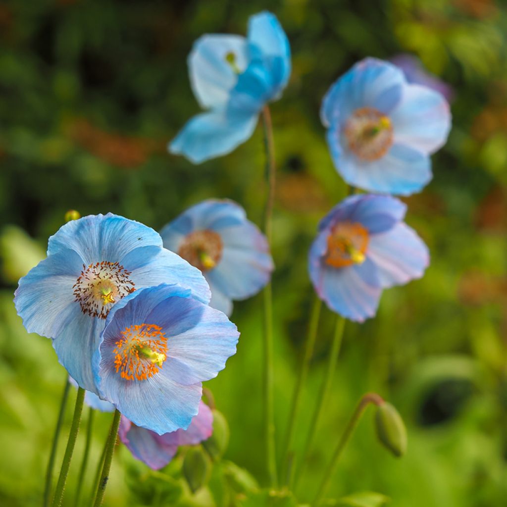 Meconopsis betonicifolia