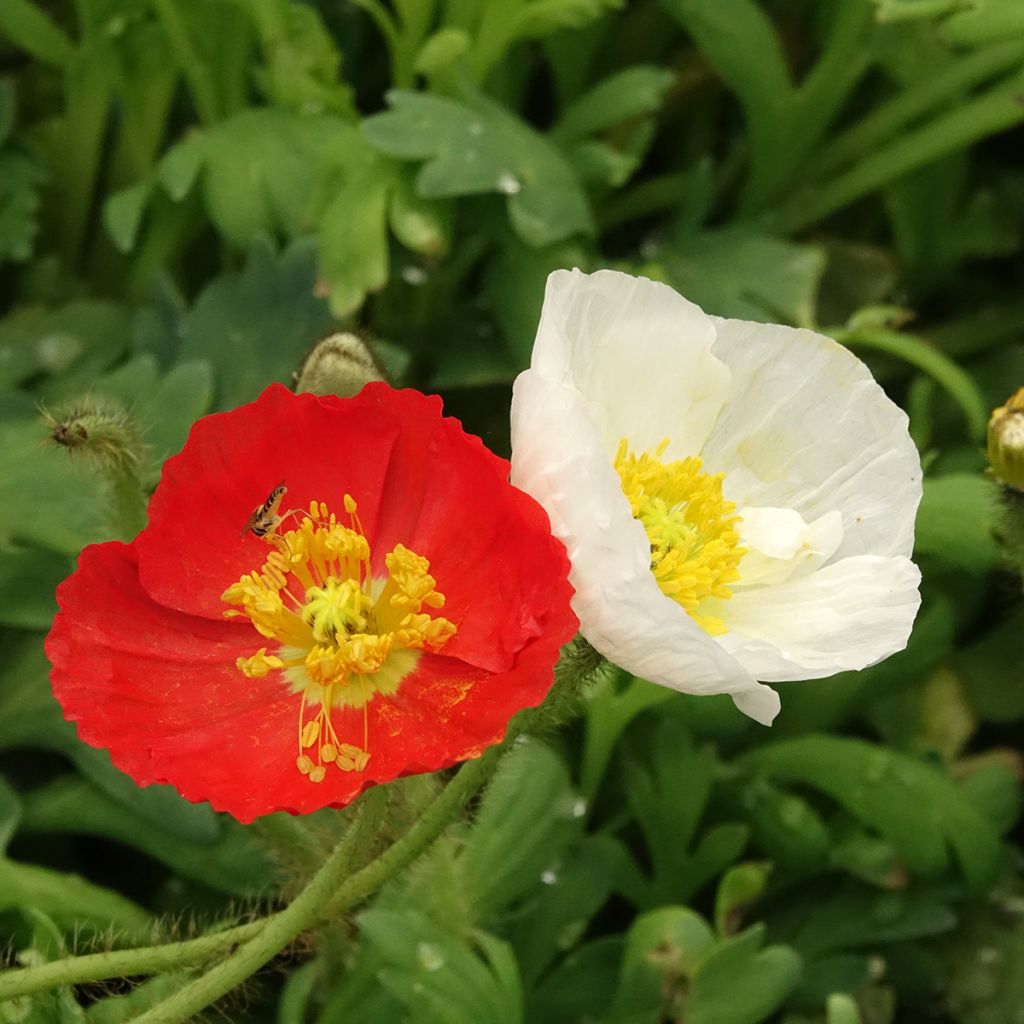 Papoila-da-islândia Gartenzwerg