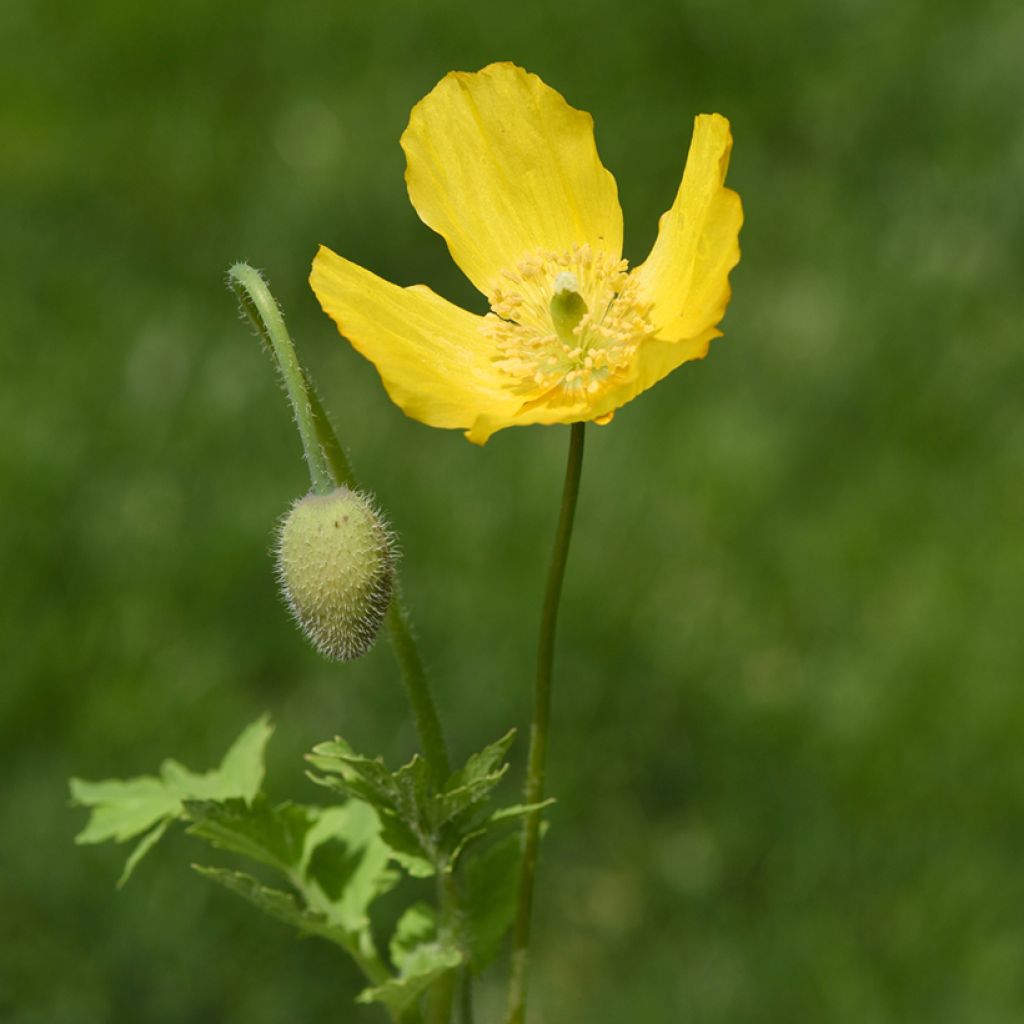 Meconopsis cambrica