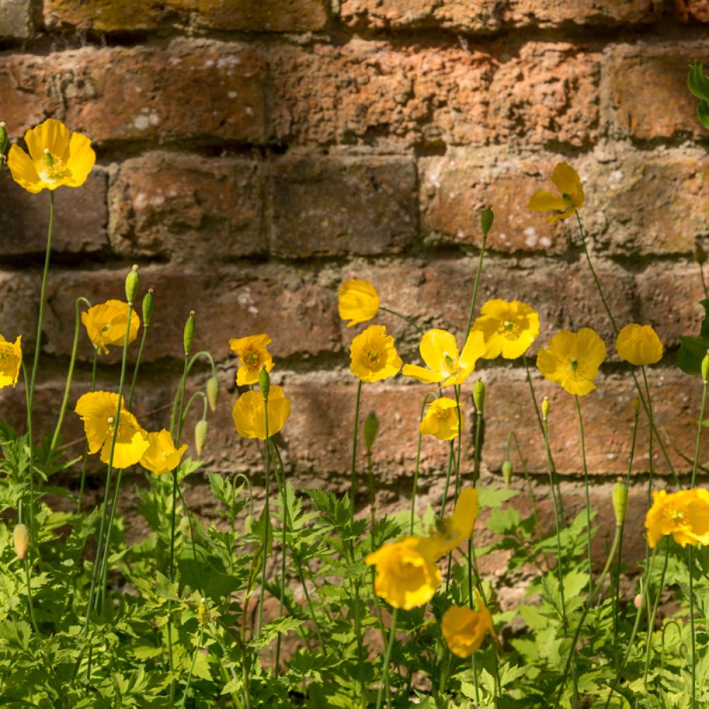 Meconopsis cambrica