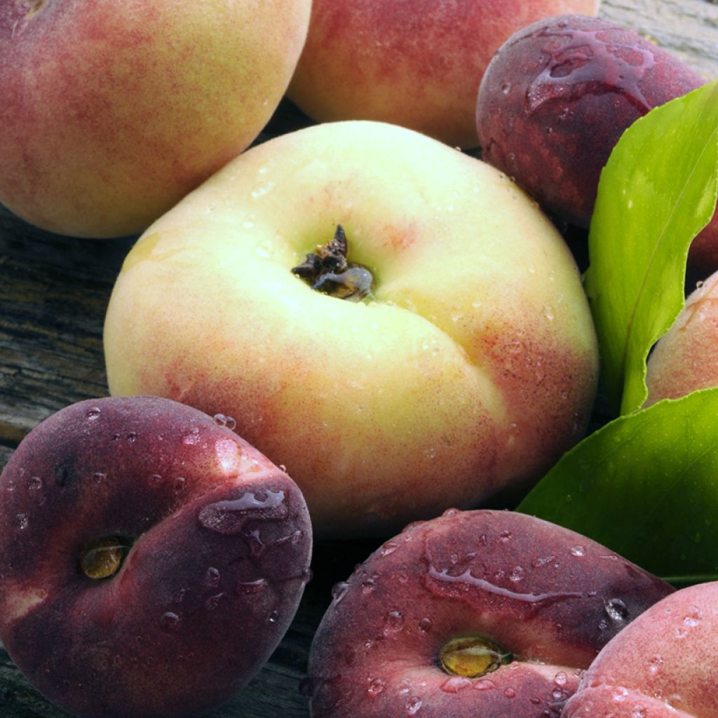 Pessegueiro Platicarpa Bianca pêssego achatado branco - Prunus persica