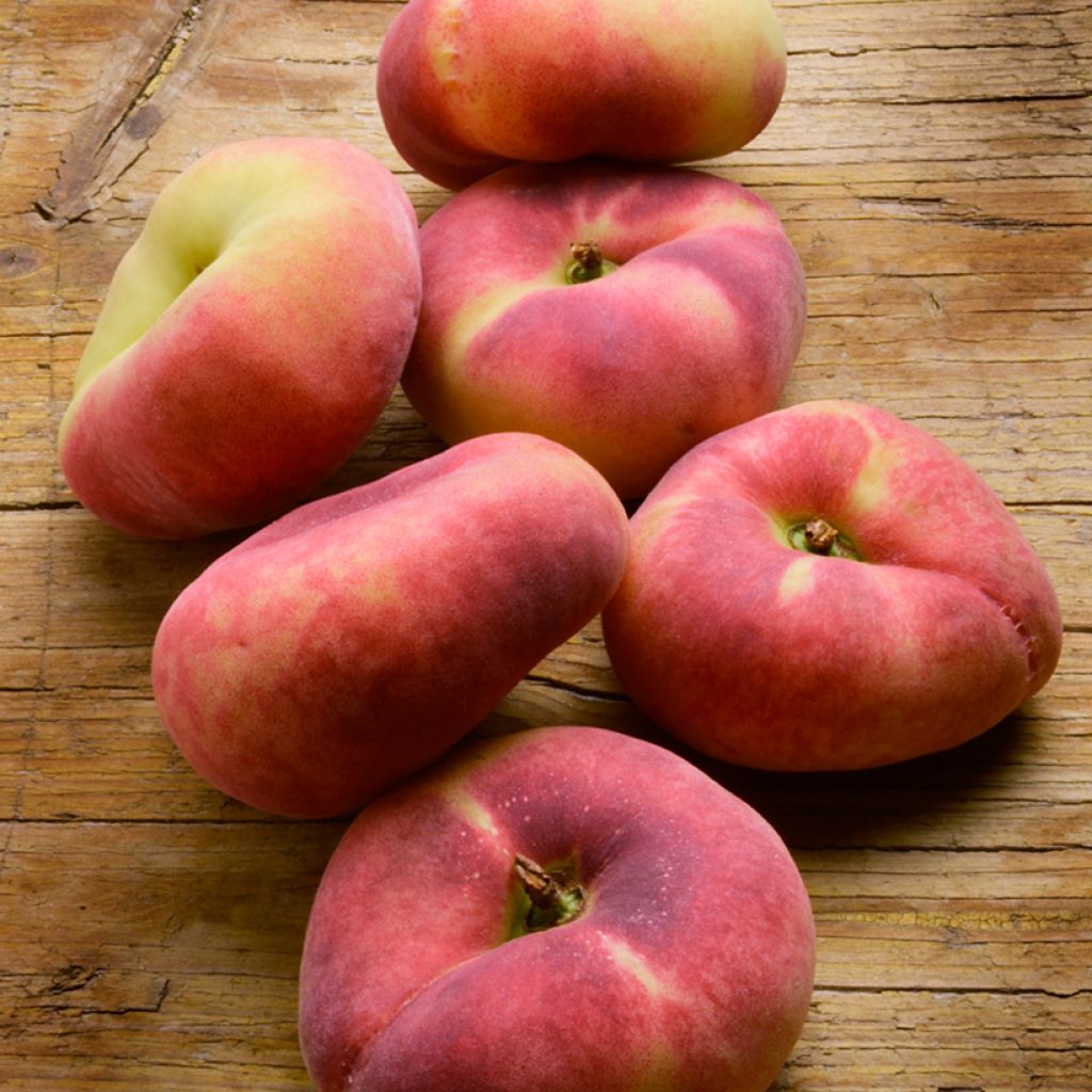 Pessegueiro Platicarpa Bianca pêssego achatado branco - Prunus persica