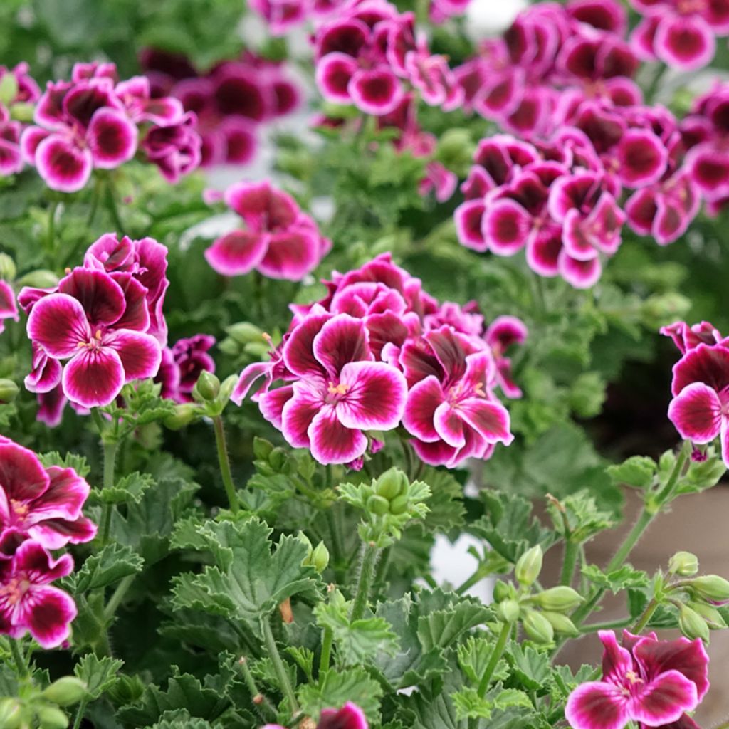 Sardinheira Mosquitaway Megan